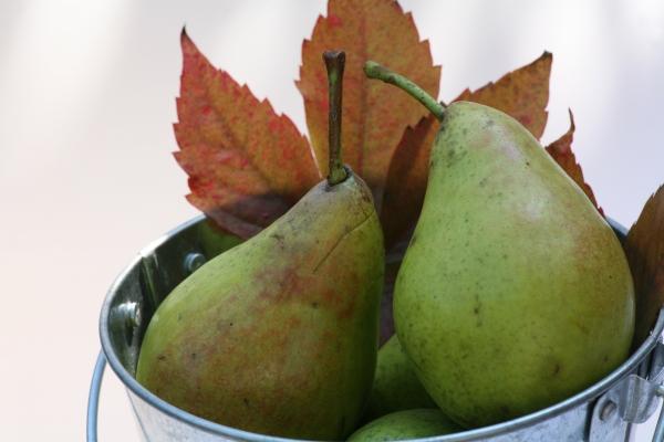 Birnen von Martina Berg