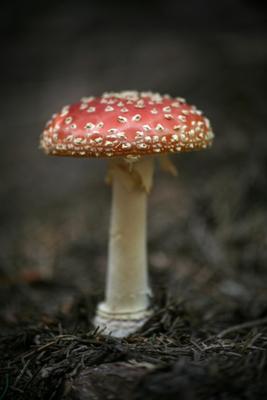 Fliegenpilz von Martina Berg