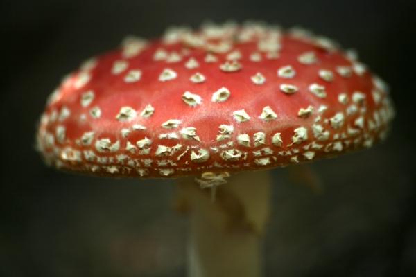 Fliegenpilz von Martina Berg