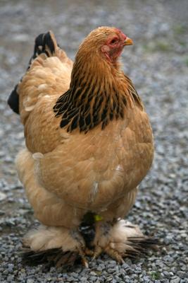 Huhn von Martina Berg