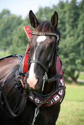 Kutschpferd von Martina Berg