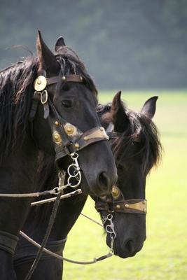 Friesen von Martina Berg
