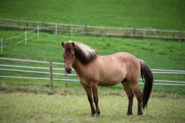 Haflinger von Martina Berg