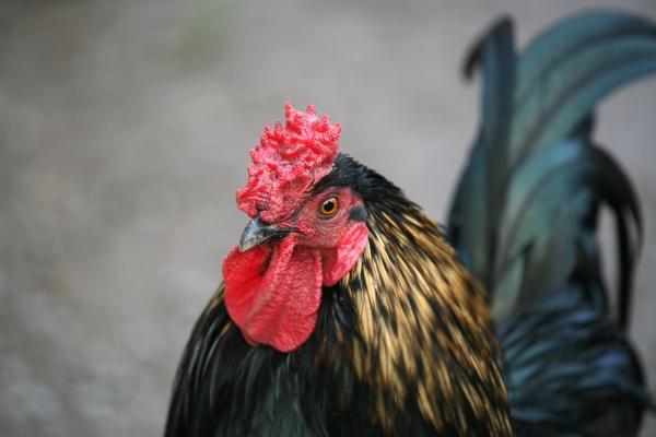 Hahn von Martina Berg