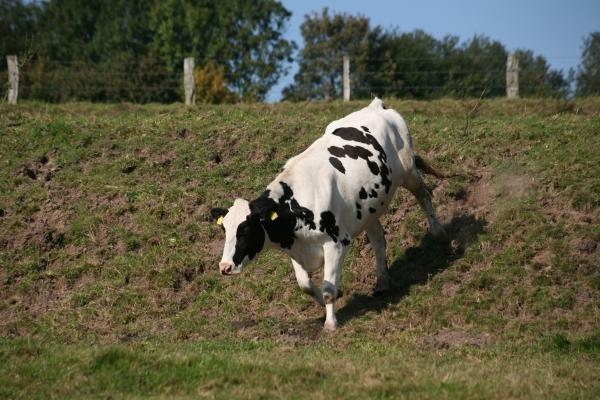 Schwarz-Bunte von Martina Berg