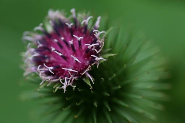 Distel von Martina Berg