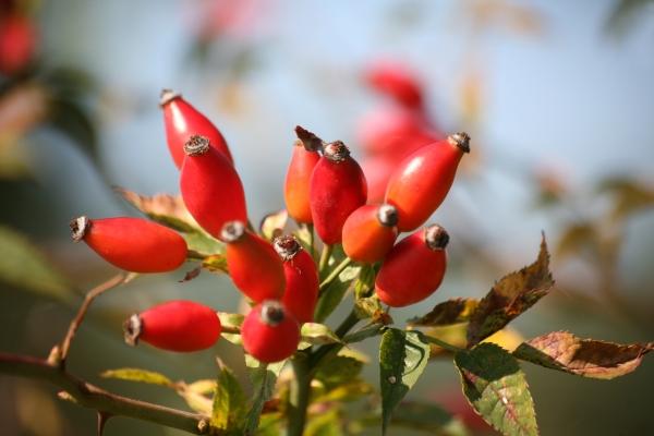 Hagebutten von Martina Berg