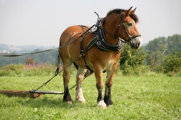 Rückepferd von Martina Berg