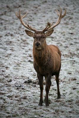 Rothirsch von Martina Berg