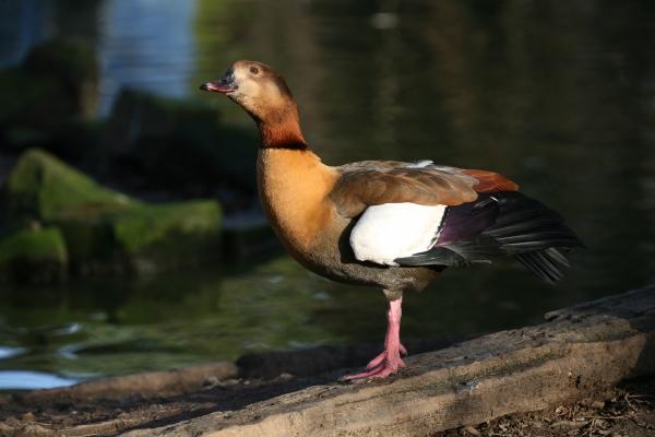 Graukopfkasarka von Martina Berg