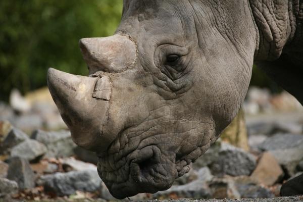 Breitmaulnashorn von Martina Berg