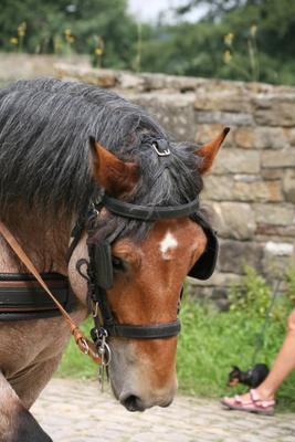 Kaltblut von Martina Berg