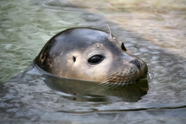 Seehund von Martina Berg