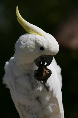 Gelbhaubenkakadu von Martina Berg