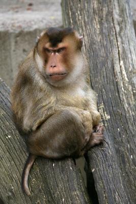 Schweinsaffe von Martina Berg