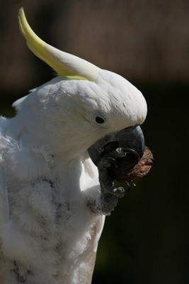 Gelbhaubenkakadu von Martina Berg