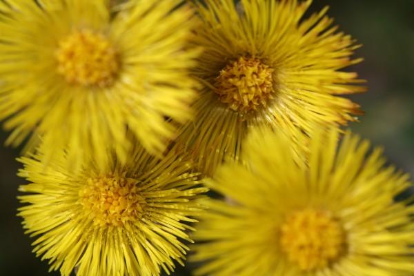 Huflattich von Martina Berg