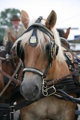 Kaltblut von Martina Berg