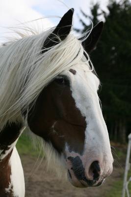 Tinker von Martina Berg