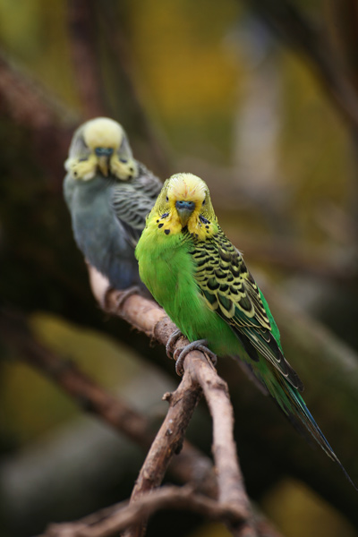 Wellensittiche von Martina Berg