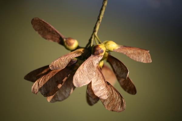 Ahornsamen von Martina Berg