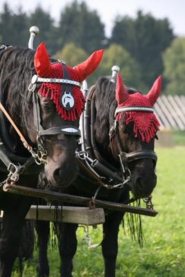 Arbeitspferde von Martina Berg