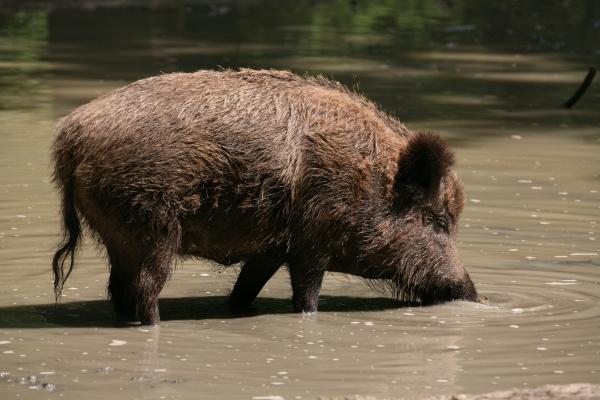 Badefreuden von Martina Berg