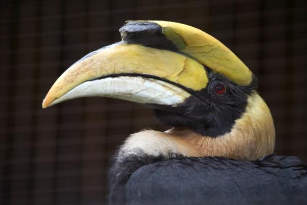 Doppelhornvogel von Martina Berg