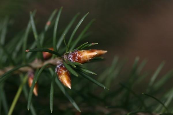 Fichtenknospe von Martina Berg