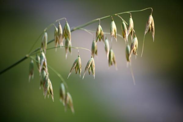 Gelbhafer von Martina Berg