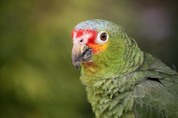 Gelbwangenamazone von Martina Berg