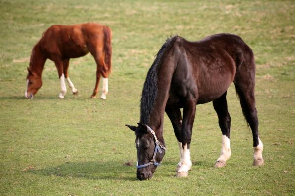 Grasfresser von Martina Berg