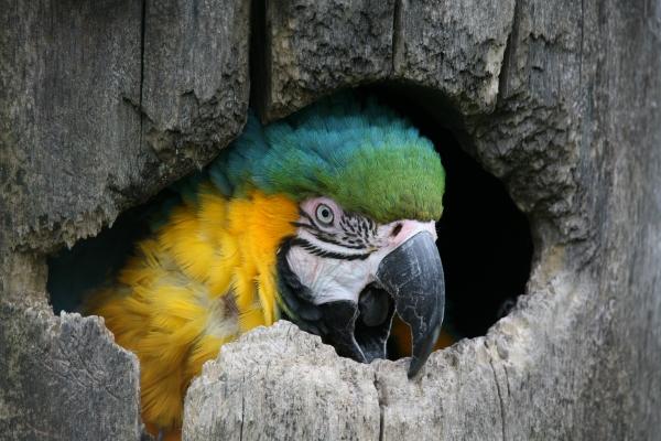 Höhlenbewohner von Martina Berg