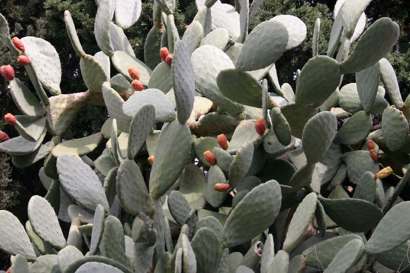 Kanarische Wolfsmilch, endemisch von Martina Berg