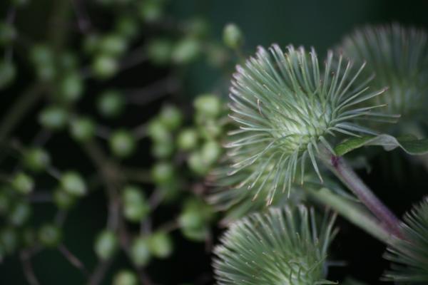 Kratzdistel von Martina Berg