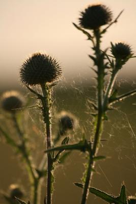 Kratzig von Martina Berg