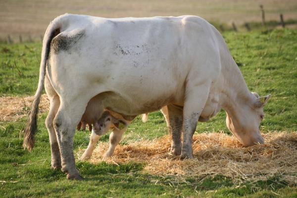 Mutterliebe von Martina Berg