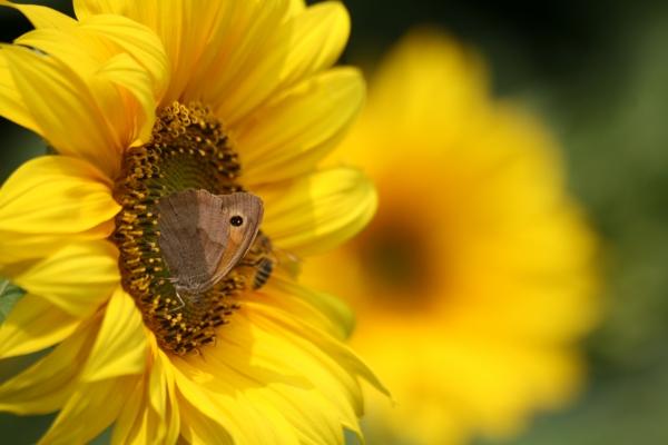 Ochsenauge von Martina Berg