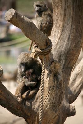 Pavianbaby von Martina Berg