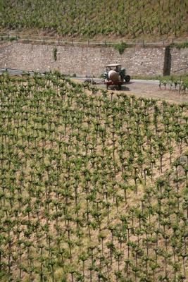 Rebstöcke von Martina Berg