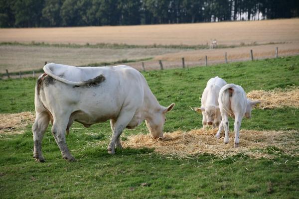 Rinder von Martina Berg