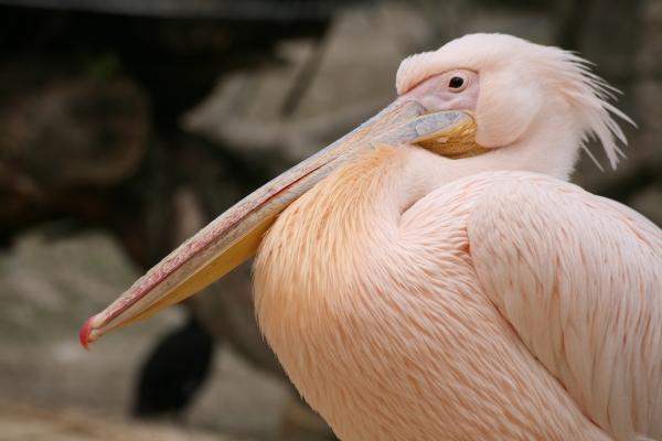 Rosapelikan von Martina Berg