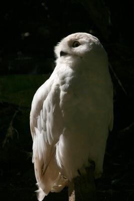 Schnee-Eule von Martina Berg