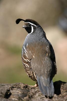 Schopfwachtel von Martina Berg