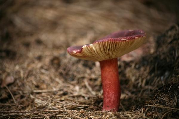 Stachelbeertäubling von Martina Berg