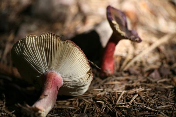 Stachelbeertäublinge von Martina Berg