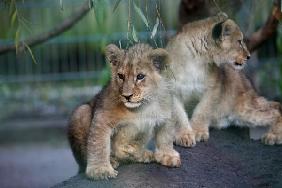 Baby-Löwen
