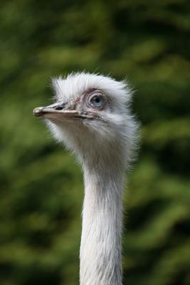 Weißer Nandu
