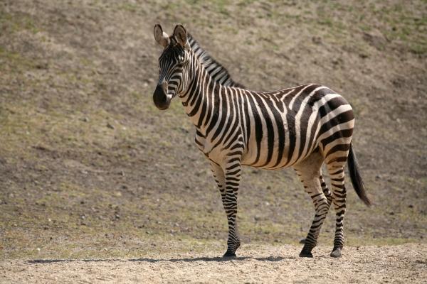 Zebra von Martina Berg