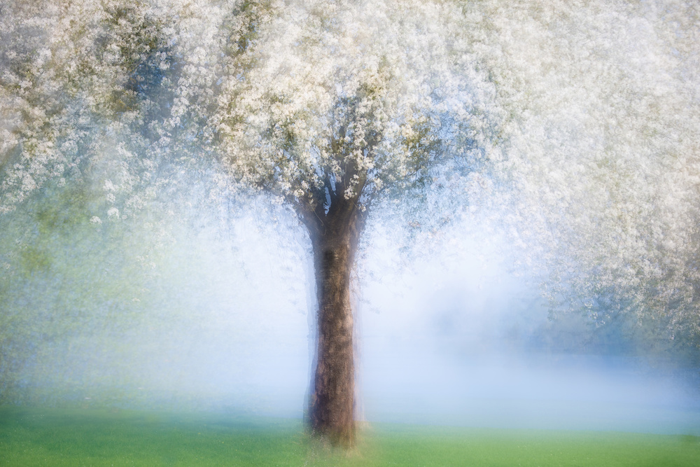 Dreamy spring von Martina Stutz
